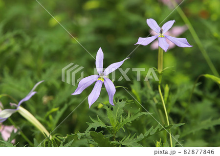 Closeup of purple Isotoma flowers and plants 82877846