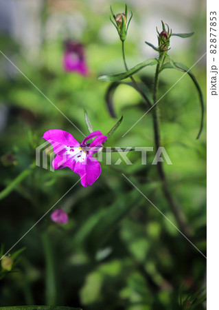 Closeup of pink lobelia tobacco flowers blooming 82877853