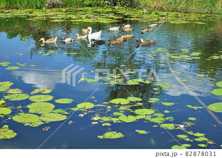 タイ王国で撮影した池、睡蓮、動植物(Pond in Thailand) タイ王国で撮影した池、睡蓮、動植物(Pond in Thailand) 82878031