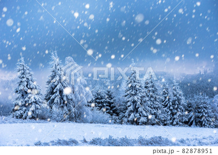 Christmas background with snowy fir trees 82878951