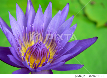 神社仏閣の睡蓮の池で鮮やかで神々しい紫色に咲く綺麗な大きいスイレンの花  82879559