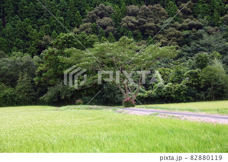水田の畦に咲く合歓の木 水田の畦に咲く合歓の木 82880119