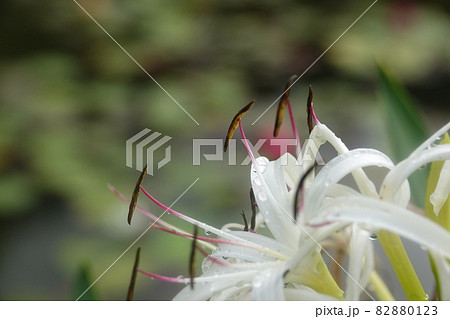 ハマユウの花弁 82880123
