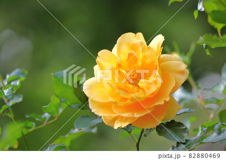 薔薇のクローズアップ 82880469