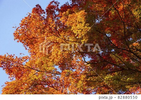 建長寺 半僧坊の紅葉 建長寺 半僧坊の紅葉 82880550
