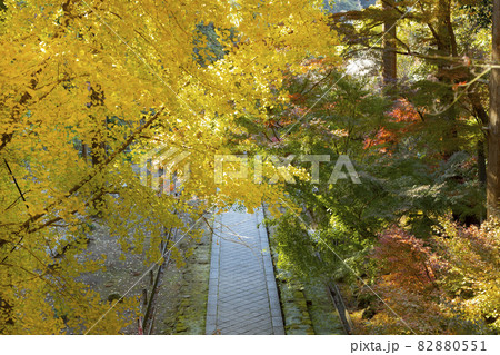 建長寺 半僧坊の紅葉 建長寺 半僧坊の紅葉 82880551