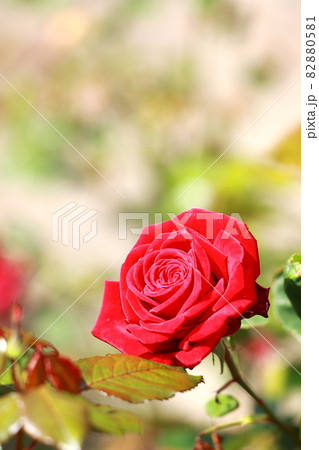 薔薇のクローズアップ タテ位置 薔薇のクローズアップ タテ位置 82880581