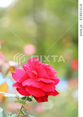 薔薇のクローズアップ 82881018