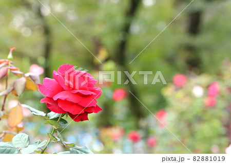 薔薇のクローズアップ 薔薇のクローズアップ 82881019