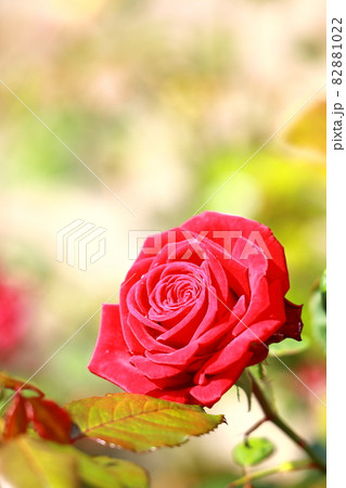 薔薇のクローズアップ　タテ位置 82881022