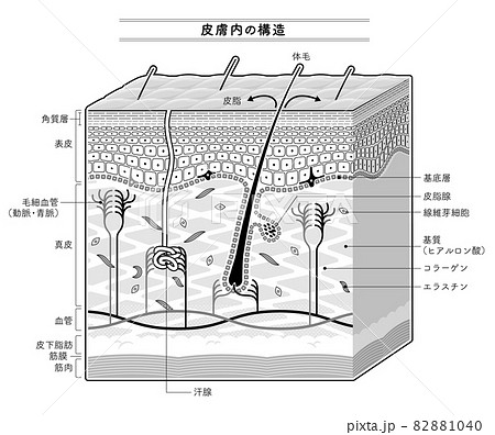 皮膚内部の構造を示すイラスト 日本語表記 モノクロカラー のイラスト素材 1040