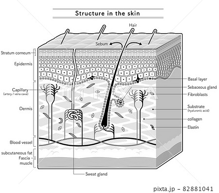 皮膚内部の構造を示すイラスト 英語表記 のイラスト素材 1041