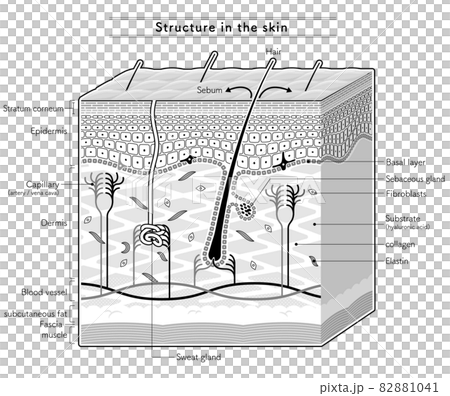 皮膚内部の構造を示すイラスト 英語表記 のイラスト素材 1041