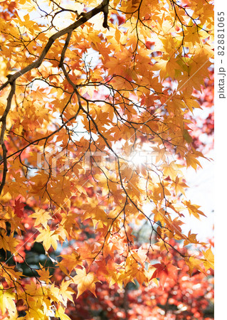 紅葉 82881065