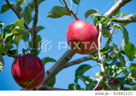 今が収穫期のリンゴ 今が収穫期のリンゴ 82881122