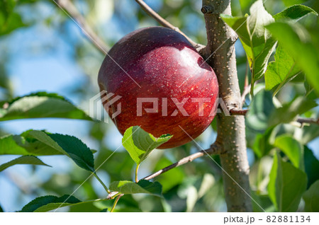 今が収穫期のリンゴ 82881134