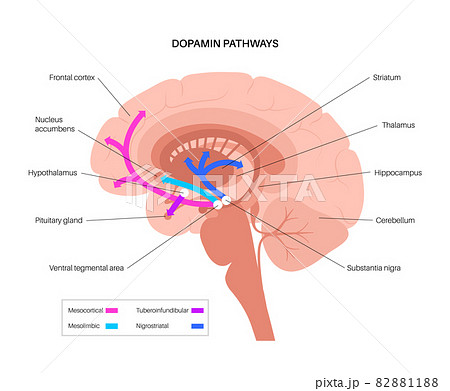 Dopamine pathway concept Dopamine pathway concept 82881188