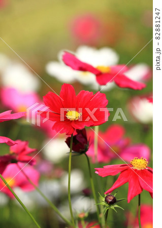 満開のコスモス　タテ位置 82881247
