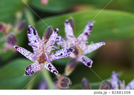 庭先に可憐に咲くホトトギスの花 庭先に可憐に咲くホトトギスの花 82881306