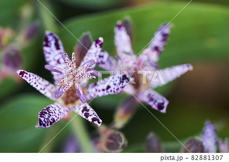 庭先に可憐に咲くホトトギスの花 82881307
