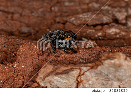 Small jumping spider Small jumping spider 82881336