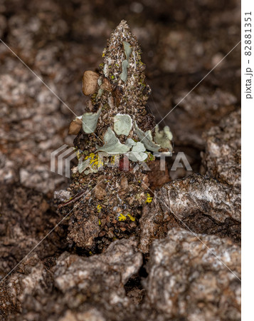Small Bagworm Moth Small Bagworm Moth 82881351