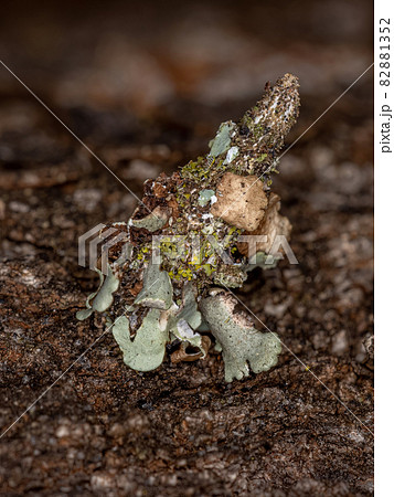 Small Bagworm Moth Small Bagworm Moth 82881352