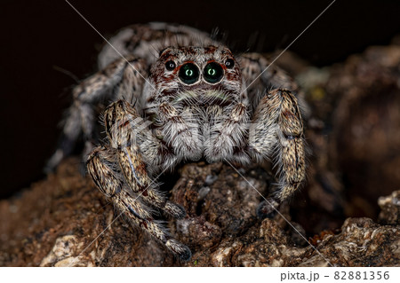 Giant Jumping Spider 82881356