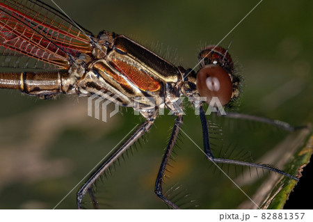 Adul Rubyspot Damselfly Insect 82881357