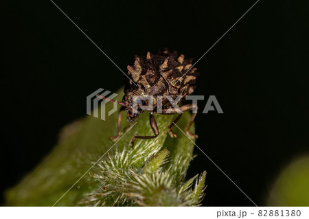 Adult Warty Leaf Beetle 82881380