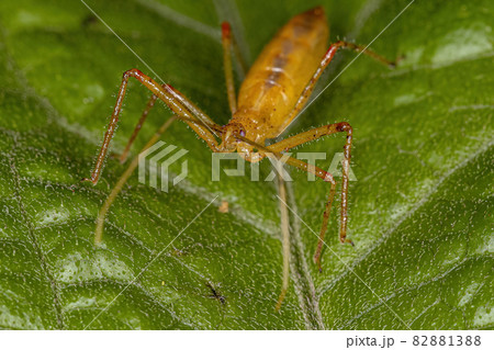 Assassin Bug Nymph Assassin Bug Nymph 82881388