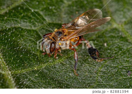 Adult Stingless Bee Adult Stingless Bee 82881394