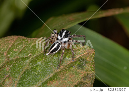 Adult Male Jumping Spider 82881397