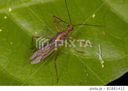 Adult Assassin Bug Adult Assassin Bug 82881412