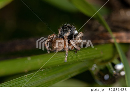 Male Adult Jumping Spider Male Adult Jumping Spider 82881428