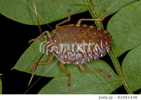 Stink Bug Nymph 82881446