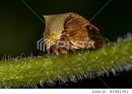 Adult Buffalo Treehopper 82881462