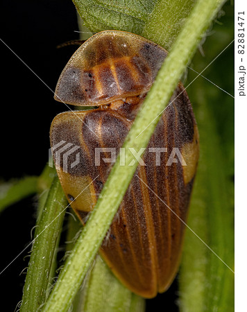 Adult Firefly Beetle 82881471