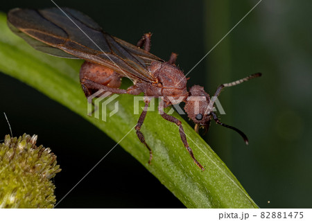 Adult Female Acromyrmex Leaf-cutter Queen Ant Adult Female Acromyrmex Leaf-cutter Queen Ant 82881475
