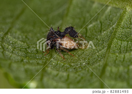 Adult Ant-mimicking Treehopper 82881493