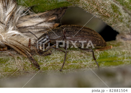 Adult Darkling Beetle 82881504