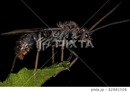 Adult Winged Male Ectatommine Ant Adult Winged Male Ectatommine Ant 82881508
