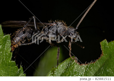 Adult Winged Male Ectatommine Ant Adult Winged Male Ectatommine Ant 82881511