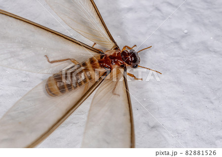 Adult Female Winged Termite 82881526