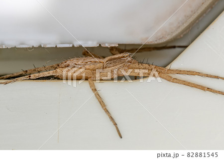 Running Crab Spider 82881545