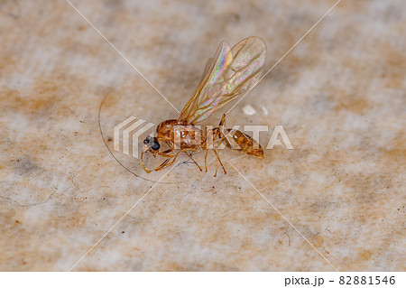 Dead Adult Male Winged Ant 82881546