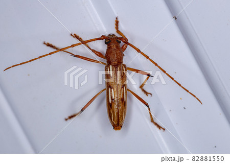 Typical Longhorn Beetle 82881550