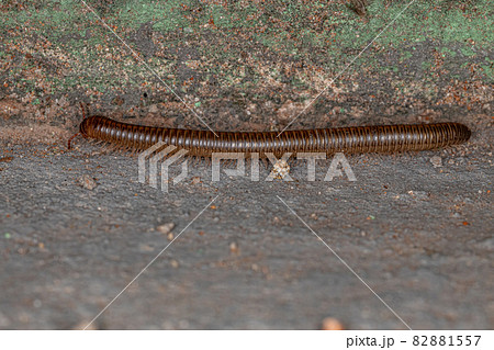 Adult Common Brown Millipede Adult Common Brown Millipede 82881557