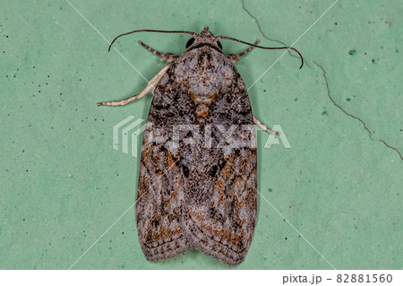 Adult Black-olive Caterpillar Moth Adult Black-olive Caterpillar Moth 82881560