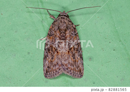 Adult Black-olive Caterpillar Moth 82881565